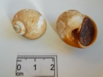 Euspira heros - juvenile moon snails, author: Nozes, Claude