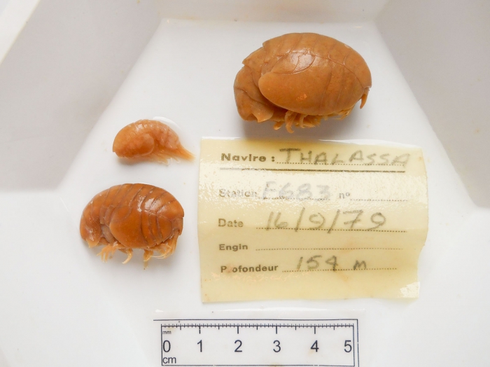 Stegocephalus, trio of specimens Stegocephalus, trio of specimens
