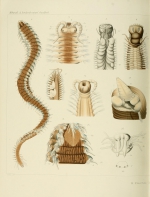 Fischli original plate IV of Amphinome sericata as scanned at Biodiversity Heritage Library