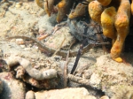 Syngnathiformes