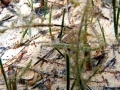 Syngnathiformes