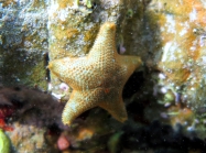 Asterina gibbosa