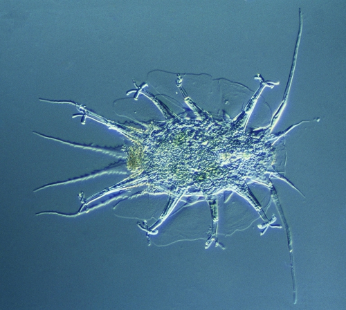 Marine tardigrade Floractus heimi Marine tardigrade Floractus heimi