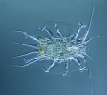 Tardigrada (water bears)