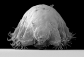 Marine tardigrade Echiniscoides sp., author: McInnes, Sandra