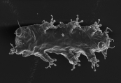 Marine tardigrade Batillipes sp., author: C. Schulze & A. Schmidt-Rhaesa