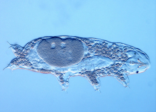 Limnoterrestrial tardigrade Acutuncus antarcticus Limnoterrestrial tardigrade Acutuncus antarcticus