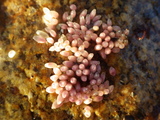 Nucella lapillus (L. 1758) eggs, author: Julius A. Ellrich