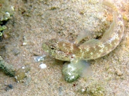 Gobius bucchichi (male)