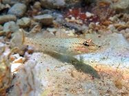 Gobius bucchichi (female)