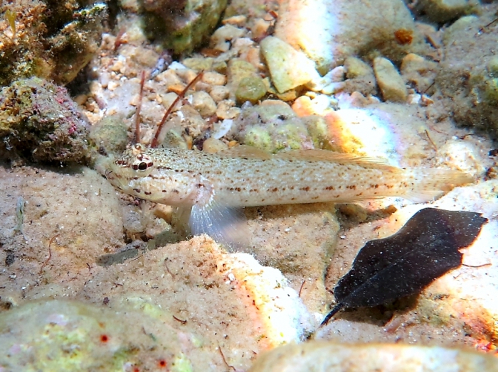 Gobius bucchichi (male)