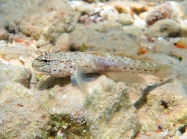 Gobius bucchichi (male)