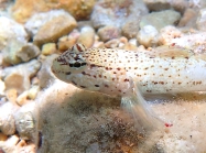 Gobius bucchichi (male)