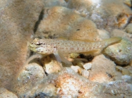 Gobius bucchichi (male)