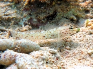 Gobius bucchichi (female)