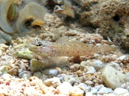 Gobius bucchichi