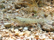 Gobius bucchichi