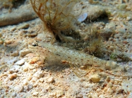 Gobius bucchichi