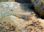 Gobius bucchichi (female)