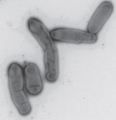 Methyloceanibacter stevinii