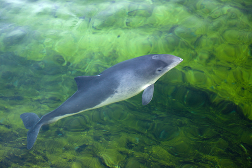 Harbour porpoise Harbour porpoise