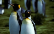 King Penguin pair (rev)CS6_1, author: Eric Woehler
