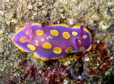 Felimida luteorosea, author: Pillon, Roberto