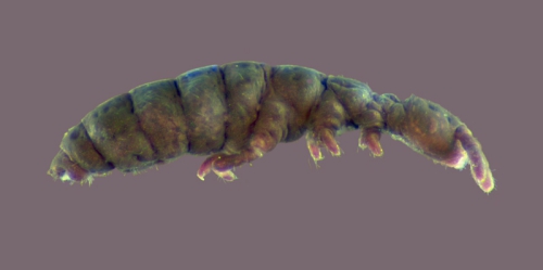 Gomphiocephalus hodgsoni Gomphiocephalus hodgsoni