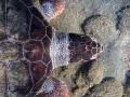 Caretta caretta (female)
