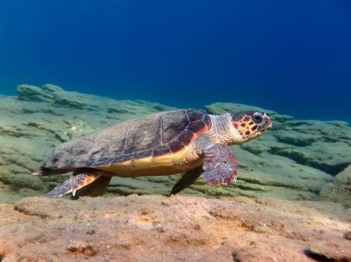 Caretta caretta (female) Caretta caretta (female)