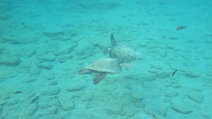 Caretta caretta (male and female)