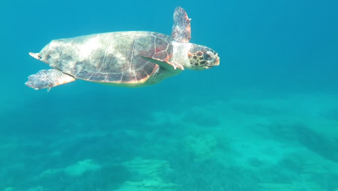 Caretta caretta (female)