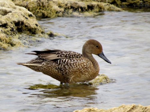 Anas acuta, ♀ Anas acuta, ♀