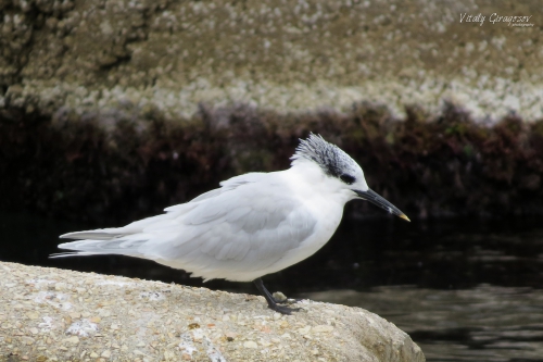 Sandwich tern. Sandwich tern.