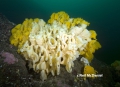 Hexactinellida