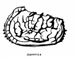 From the original description, author: Benson, R.