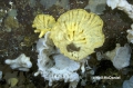 Heterochone calyx