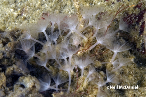 Phoronis ijimai Phoronis ijimai