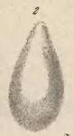 Lagena elongata Dunikowski, 1879