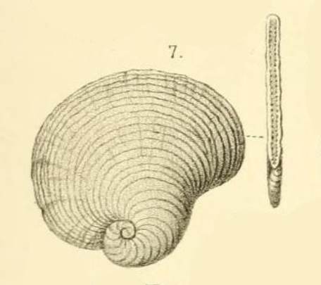 Peneroplis planatus var. laevigata Peneroplis planatus var. laevigata