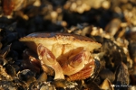 Decapoda
