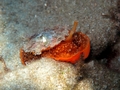 Umbraculida