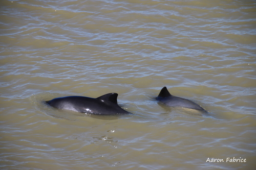 Harbour porpoise / Phocoena phocoena (Linnaeus, 1758) Harbour porpoise / Phocoena phocoena (Linnaeus, 1758)