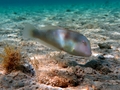 Actinopterygii