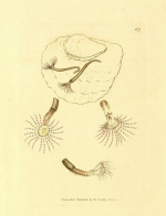 Amphitrite rosea Sowerby, 1806, original plate at BHL