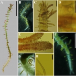 Paraopisthosyllis correiae in life