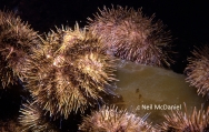 Strongylocentrotus droebachiensis, author: Neil McDaniel