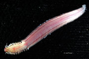 Platynereis karaka male epitoke, author: Read, Geoffrey