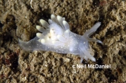 Ancula gibbosa, author: Neil McDaniel