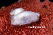 Cadlina modesta, author: Neil McDaniel